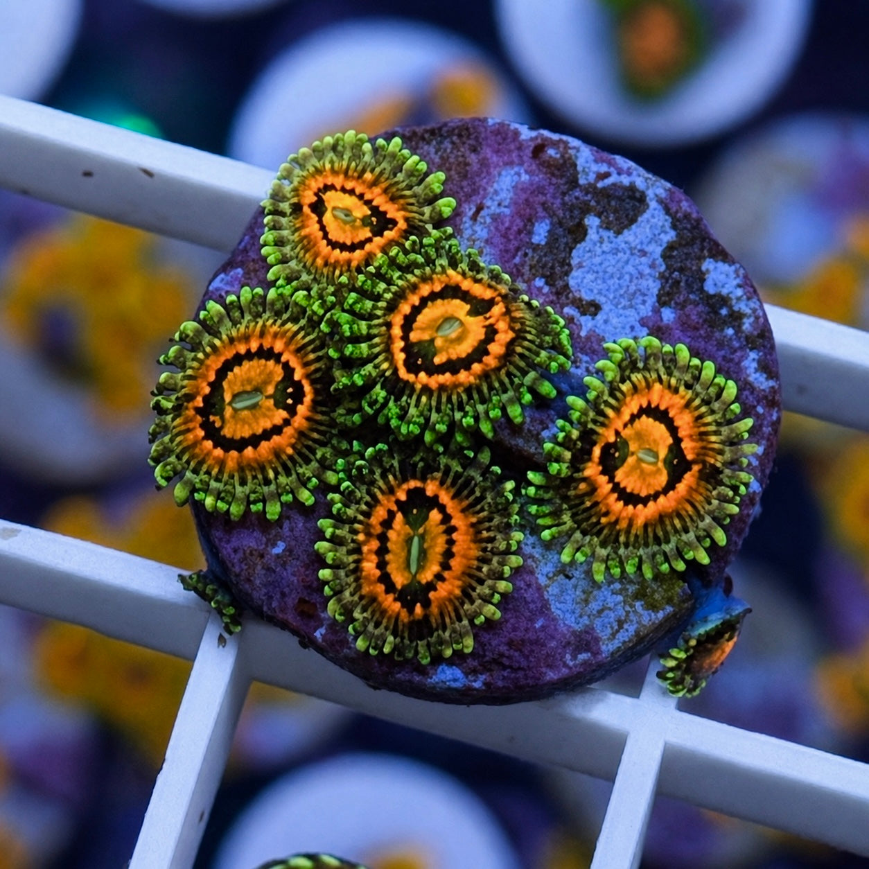 Rainbow Incinerators Zoas - WYSIWYG