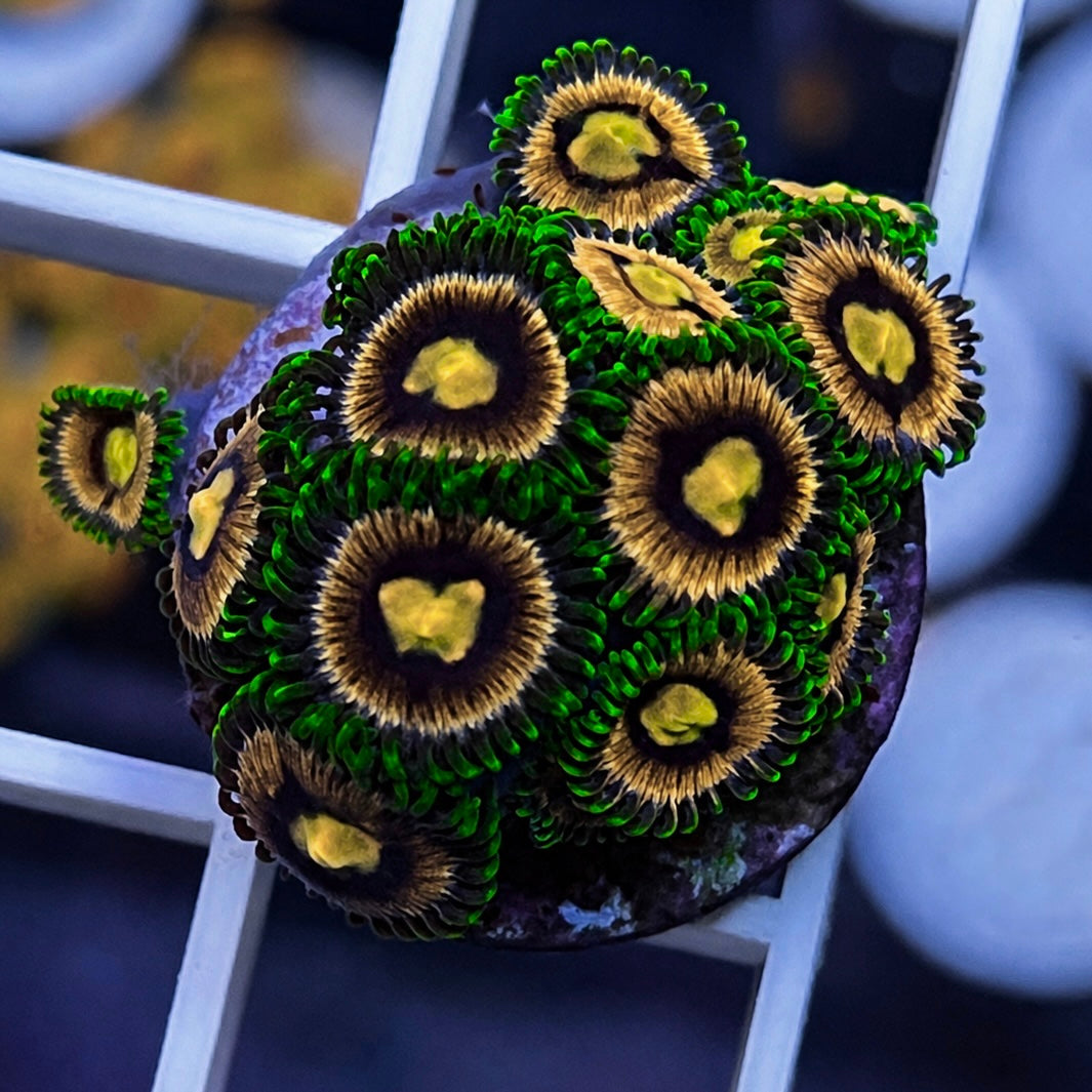 Laser Lemons Zoas - WYSIWYG