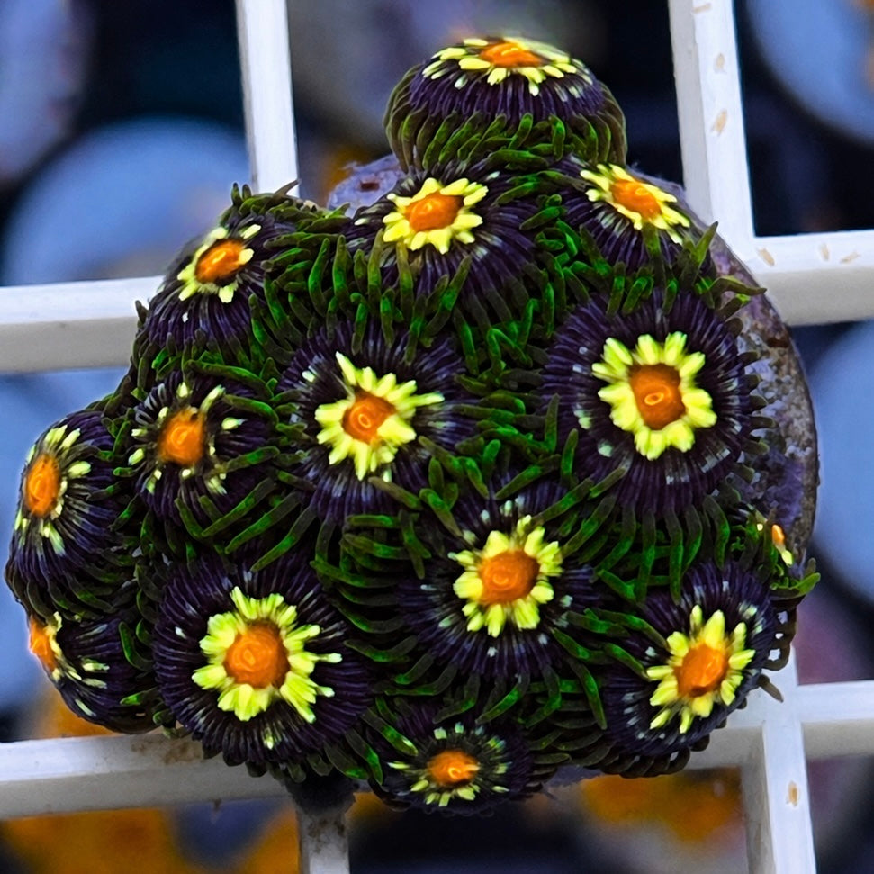 Daisy Cutters Zoas - WYSIWYG