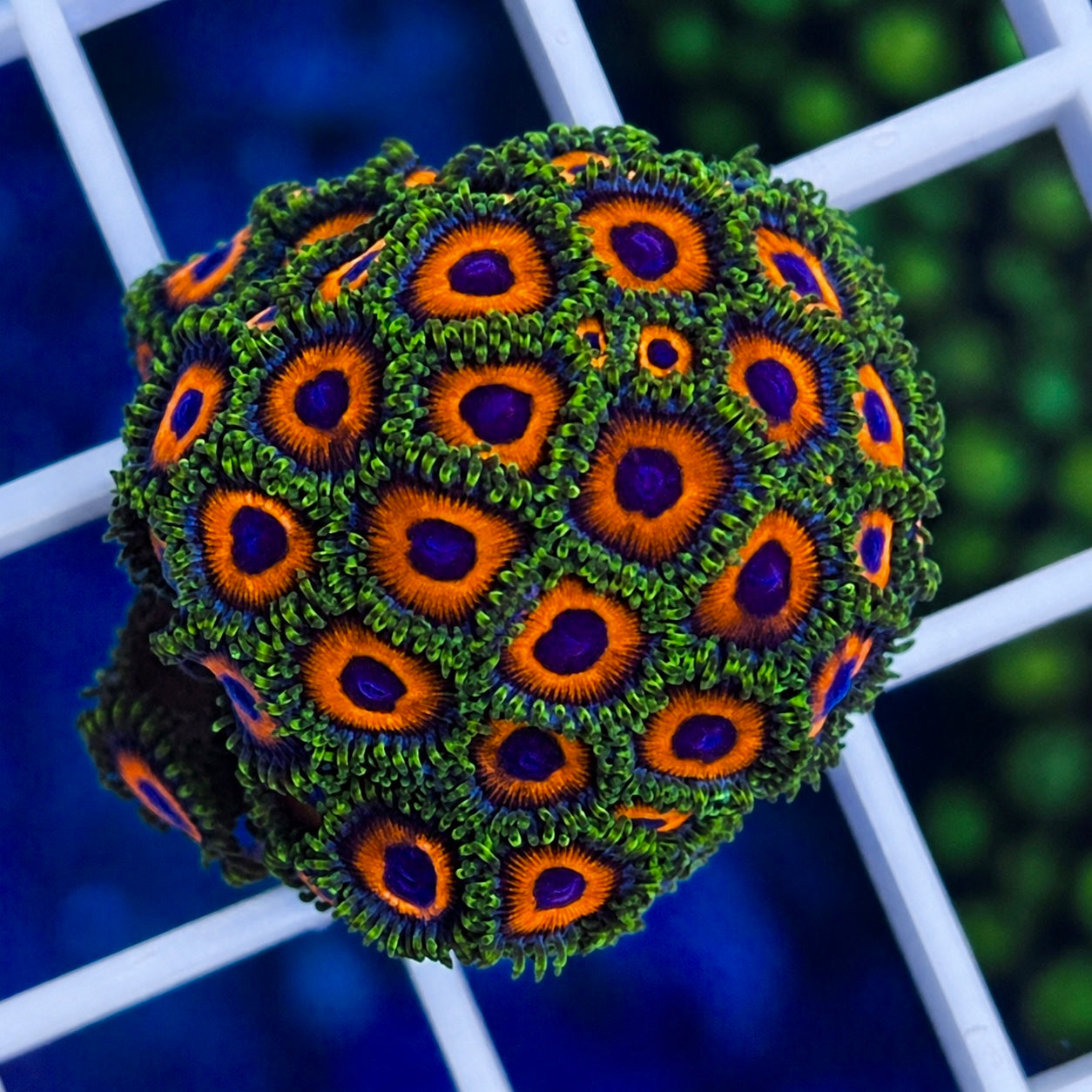 Screaming Eagle Zoas - WYSIWYG