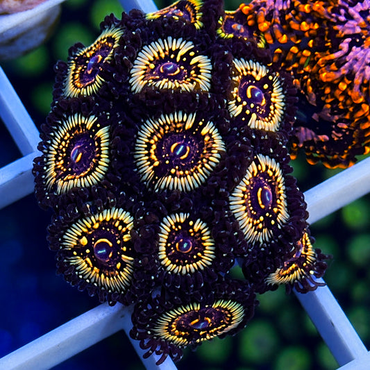 LCH Spectral Shockwaves Zoas - WYSIWYG (Incredible Zoas!)
