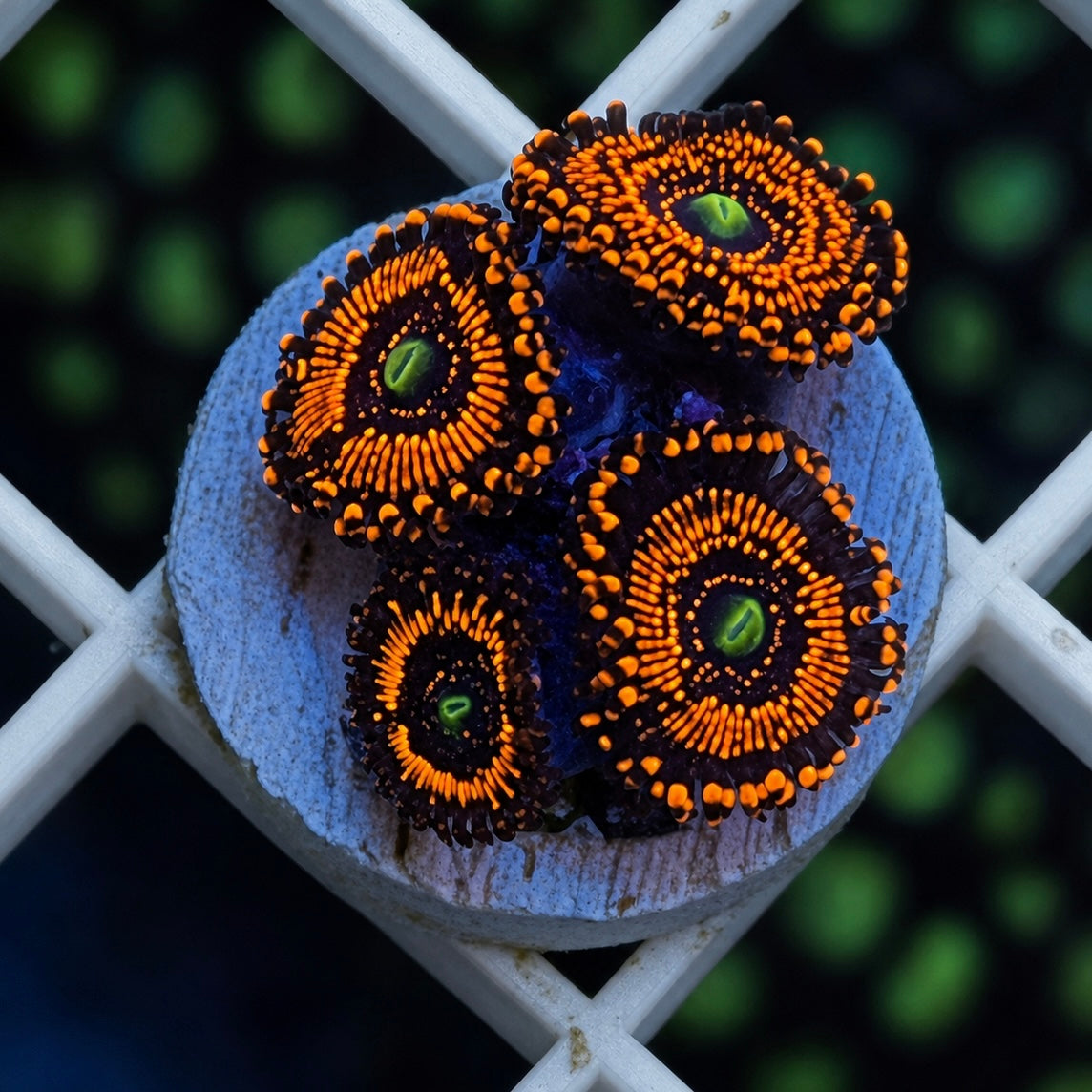 illuminati Zoas - WYSIWYG