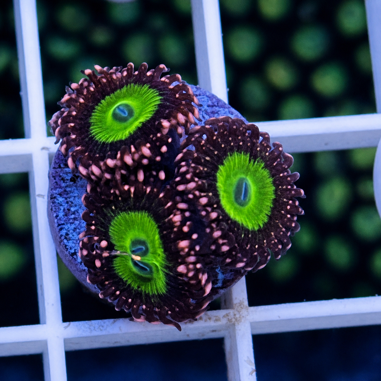 LCH Chucky's X Zoas - WYSIWYG
