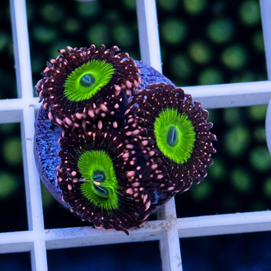 LCH Chucky's X Zoas - WYSIWYG