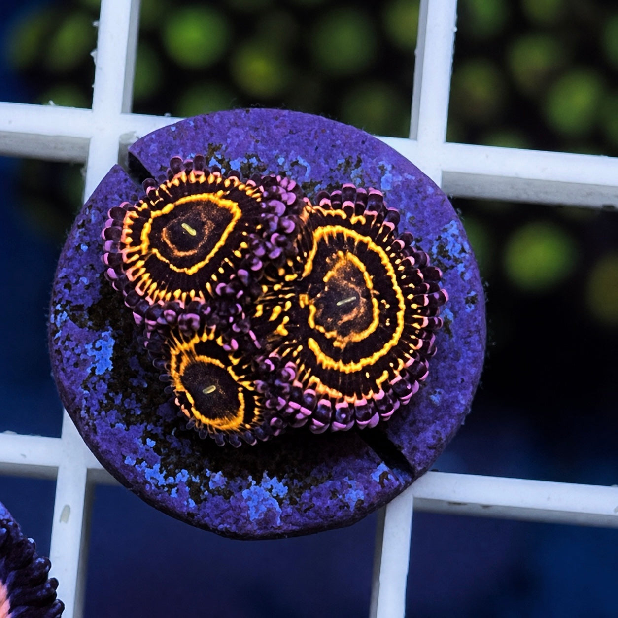 Stratosphere Zoas - WYSIWYG