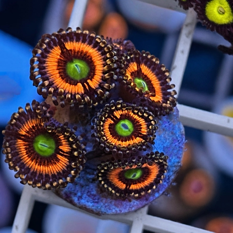 Lord of the Rings Zoas - WYSIWYG