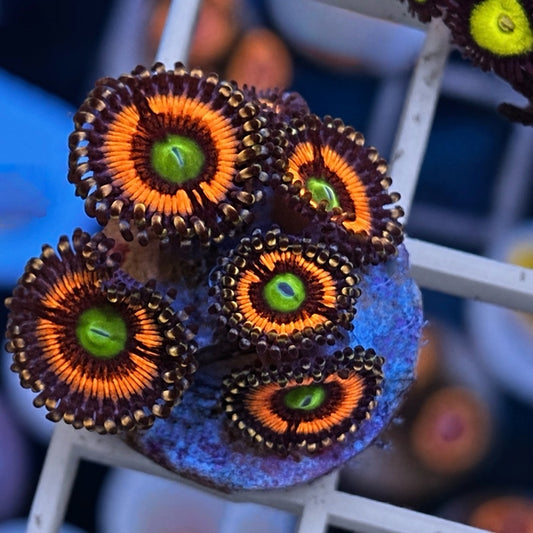 Lord of the Rings Zoas - WYSIWYG
