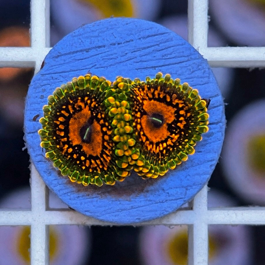 GMK - Grand Master Krakatoa Zoas - WYSIWYG