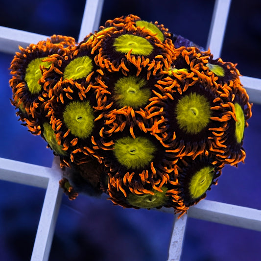 Mandarin Orange Zoas - WYSIWYG