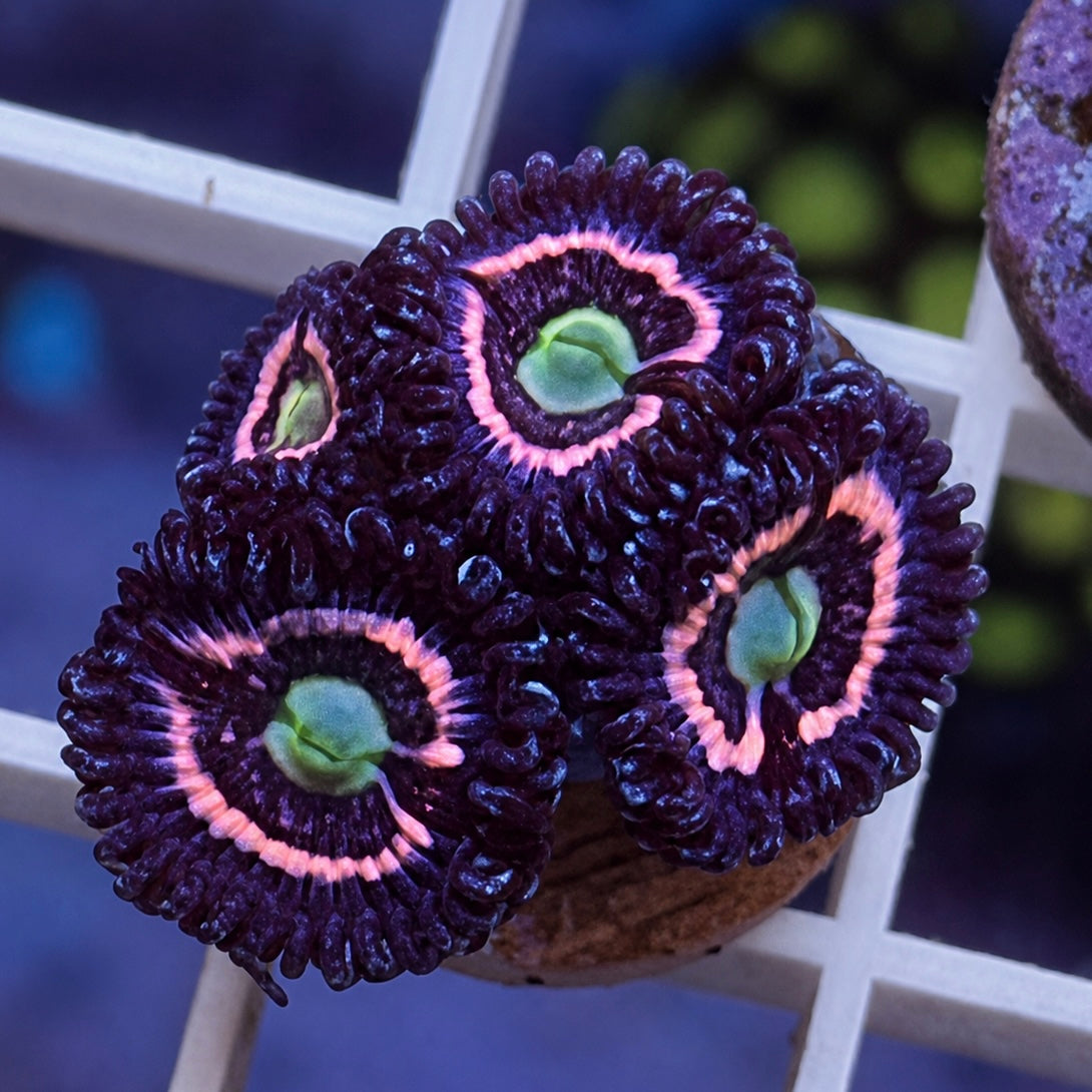 CC Pink Constellations Zoas - WYSIWYG