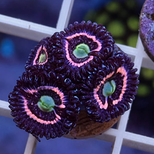 CC Pink Constellations Zoas - WYSIWYG