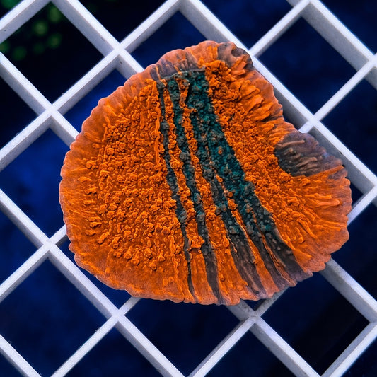 JF Grafted Monti - WYSIWYG