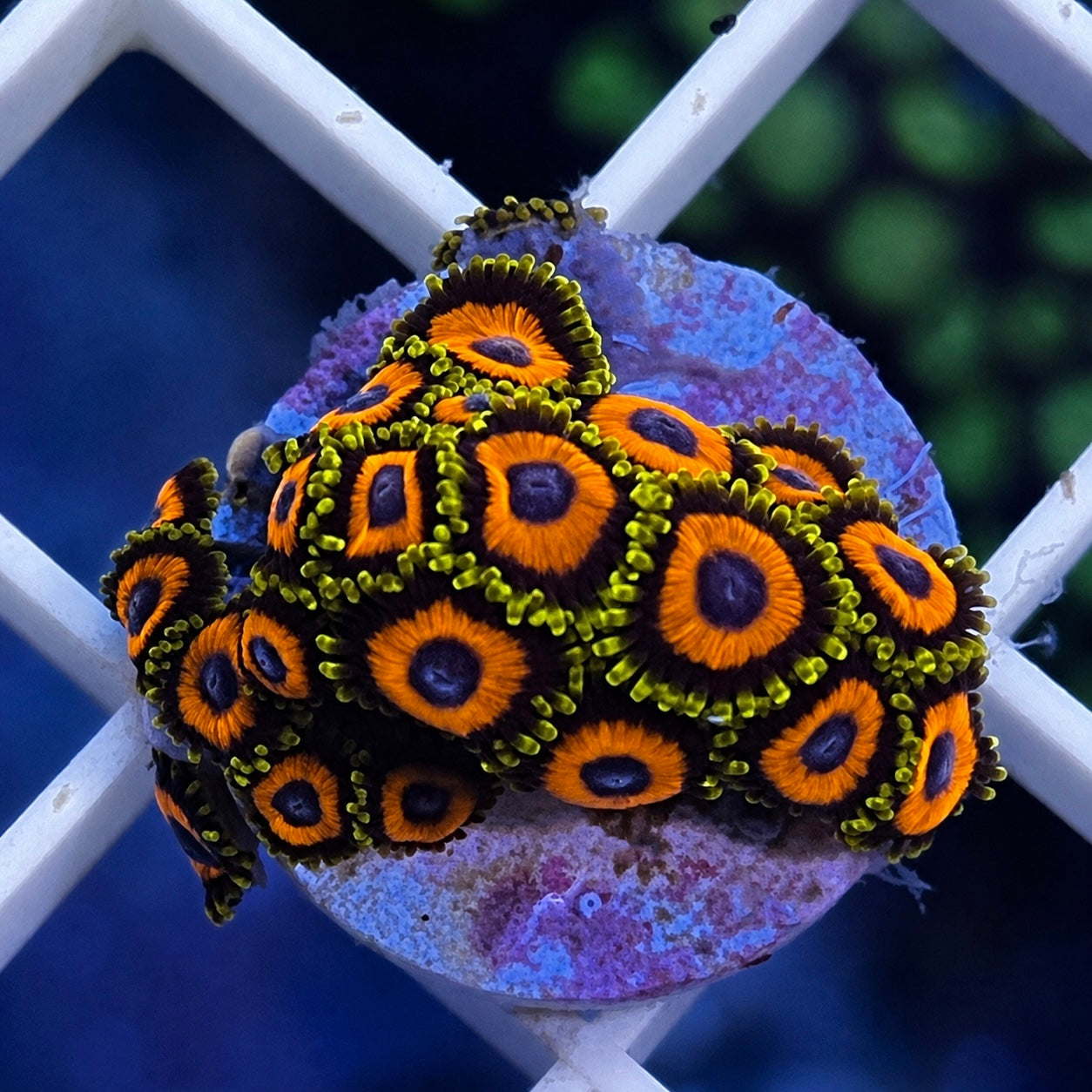 Jungle Juice Zoas - WYSIWYG