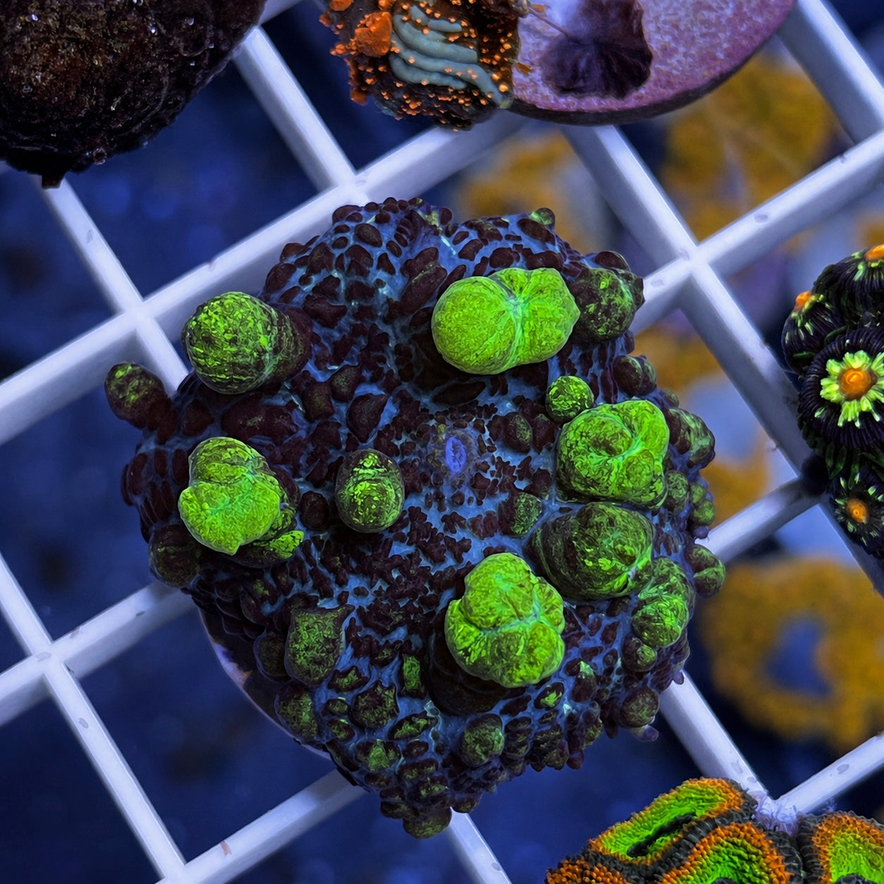 Uranium Bounce Mushroom - WYSIWYG