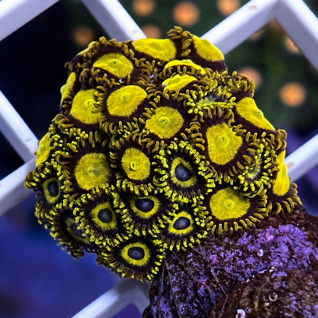 Zoa Mix - WYSIWYG