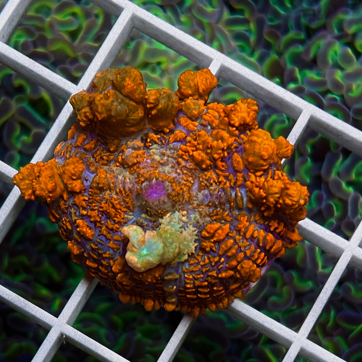 JF Raunchy Red Bounce Mushroom - WYSIWYG
