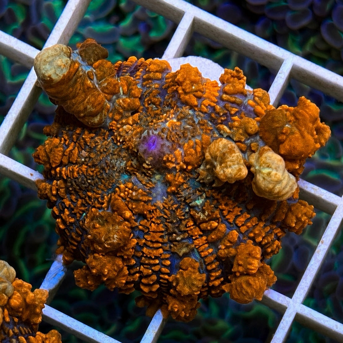 JF Raunchy Red Bounce Mushroom - WYSIWYG