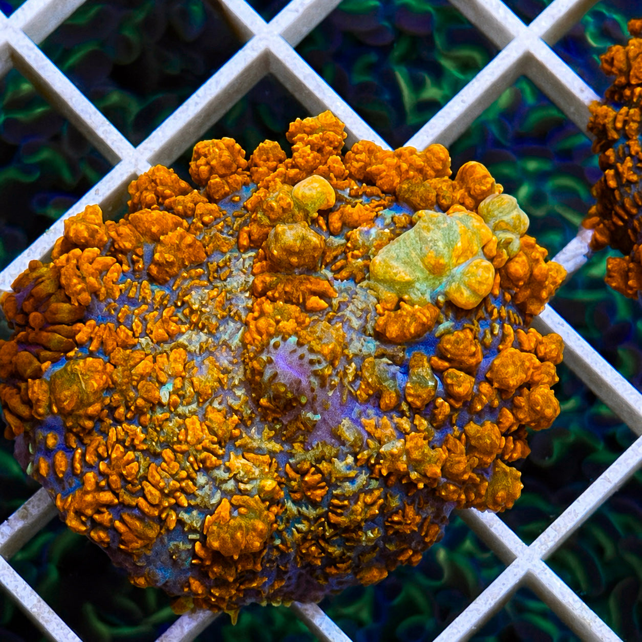 JF Raunchy Red Bounce Mushroom - WYSIWYG