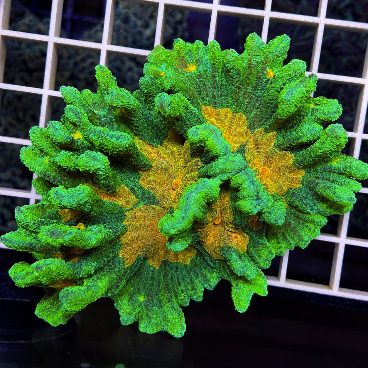 Space Invader Pectinia - WYSIWYG (Full Colony!)