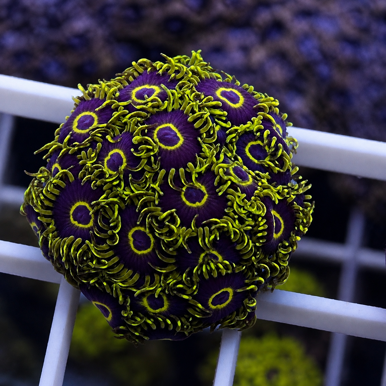 Purple Hornets Zoas - WYSIWYG