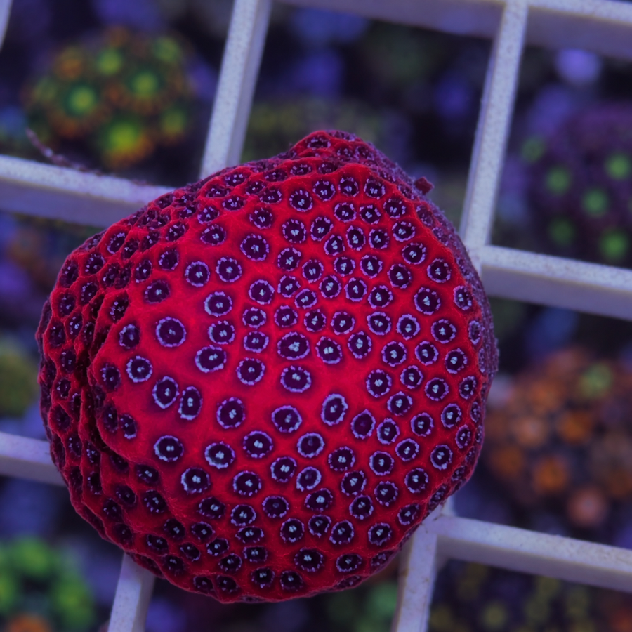 Darth Maul Porites Cyphastrea coral at Lazy's Coral House