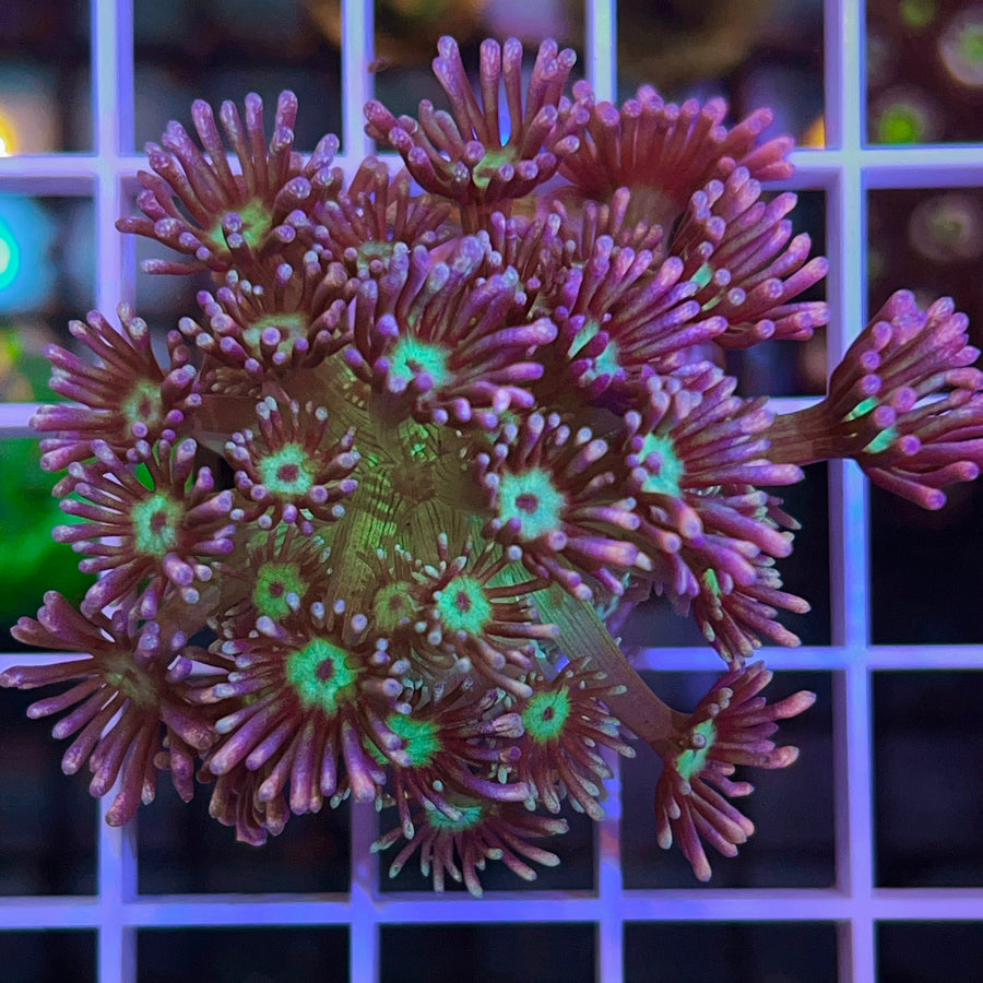 LCH Bubblemint Goniopora coral at Lazy's Coral House
