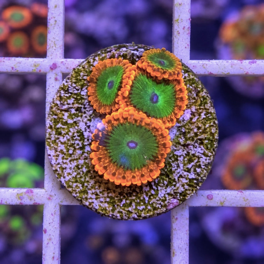 Electric Oompa Loompa Zoas coral at Lazy's Coral House