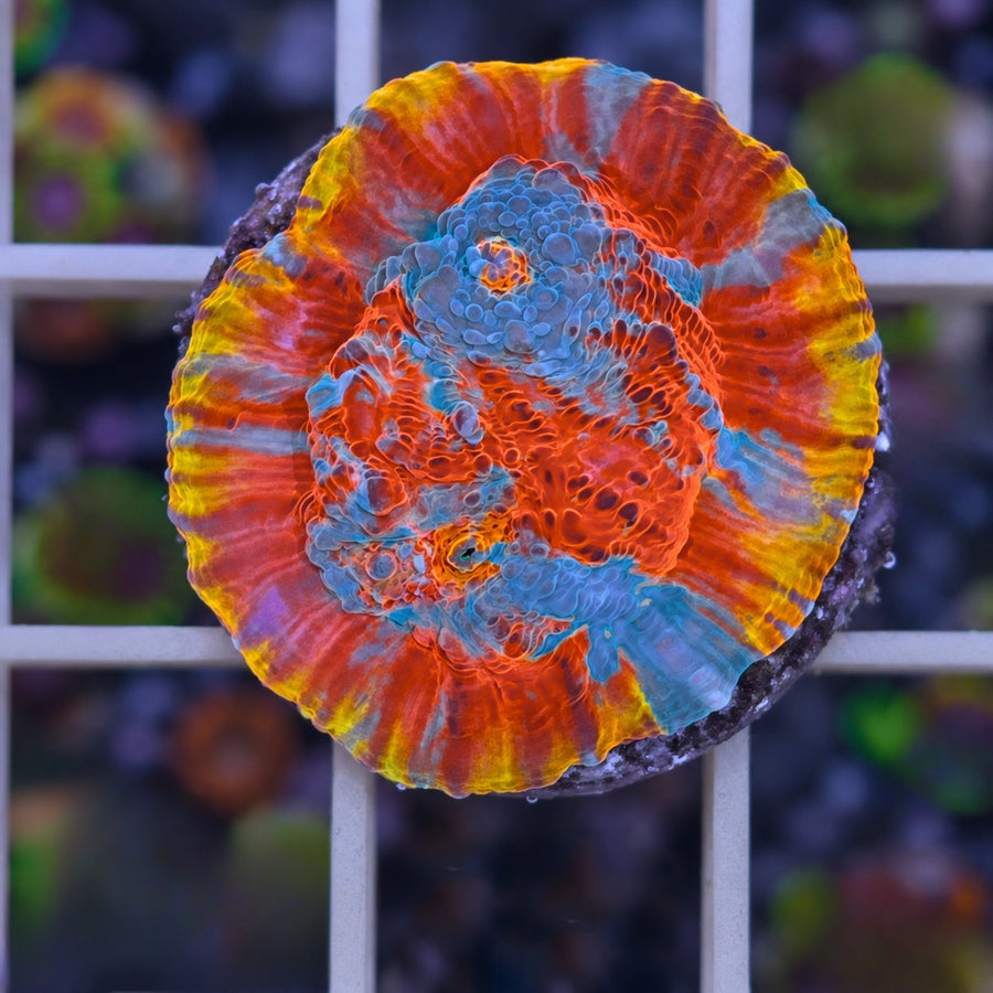 BPC Flamethrower Chalice coral at Lazy's Coral House