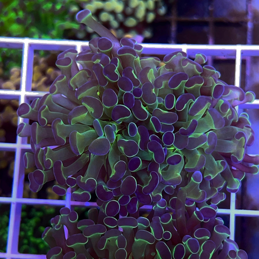 Hologram Hammer coral at Lazy's Coral House