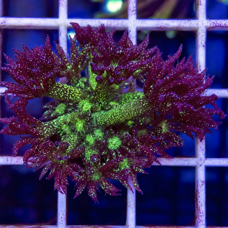 LCH Purple Glitter Bomb Goniopora coral at Lazy's Coral House
