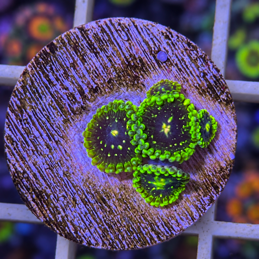 Exosphere Zoas coral at Lazy's Coral House