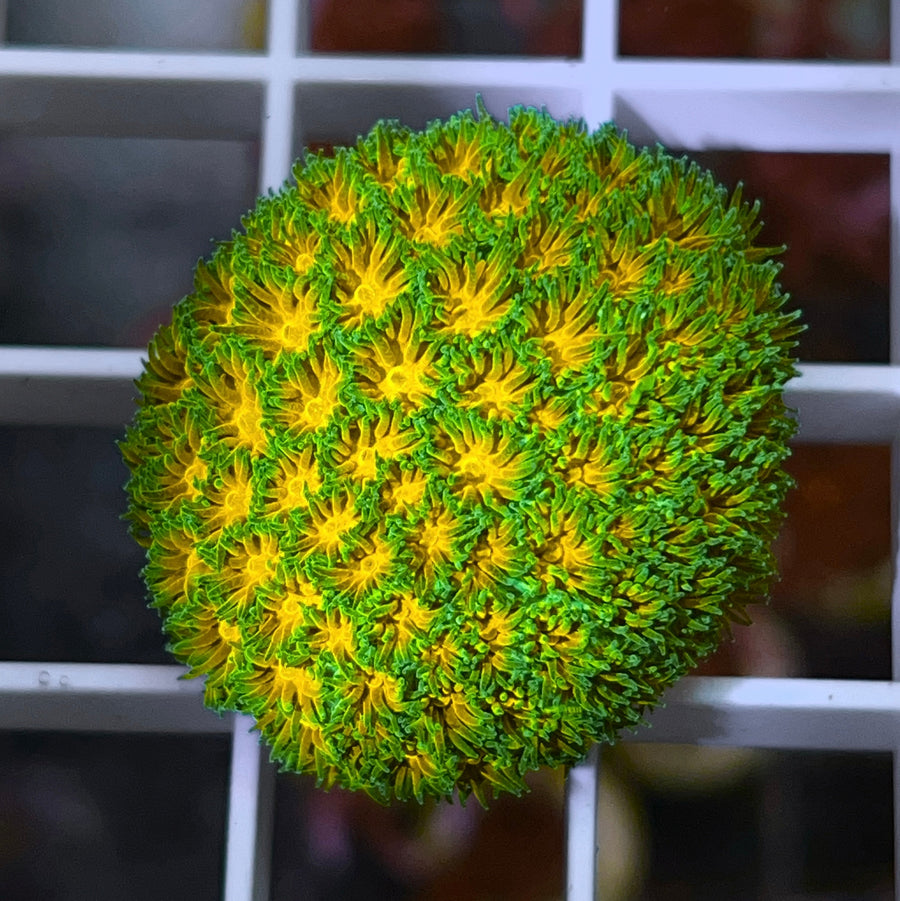 JF John Deere Cyphastrea coral at Lazy's Coral House