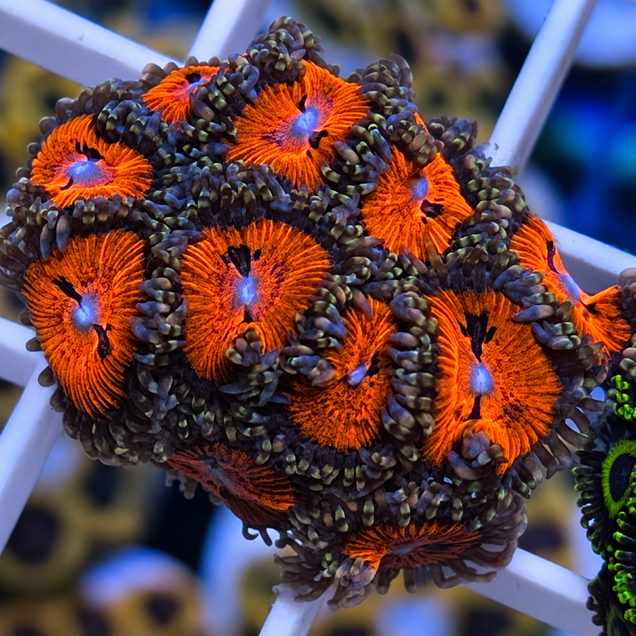 Date Night Zoas coral at Lazy's Coral House
