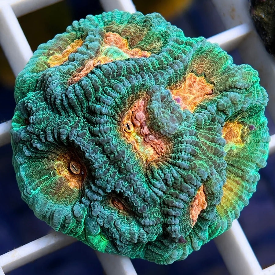 Gold Rush Favia coral at Lazy's Coral House