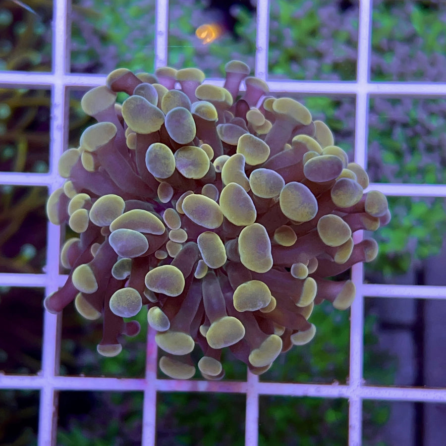 Gold Branching Frogspawn coral at Lazy's Coral House
