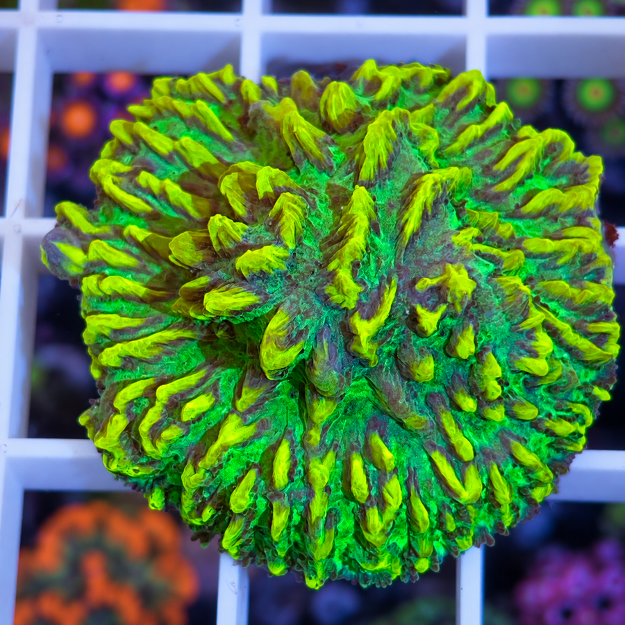 JF Lime Light Hydnophora coral at Lazy's Coral House