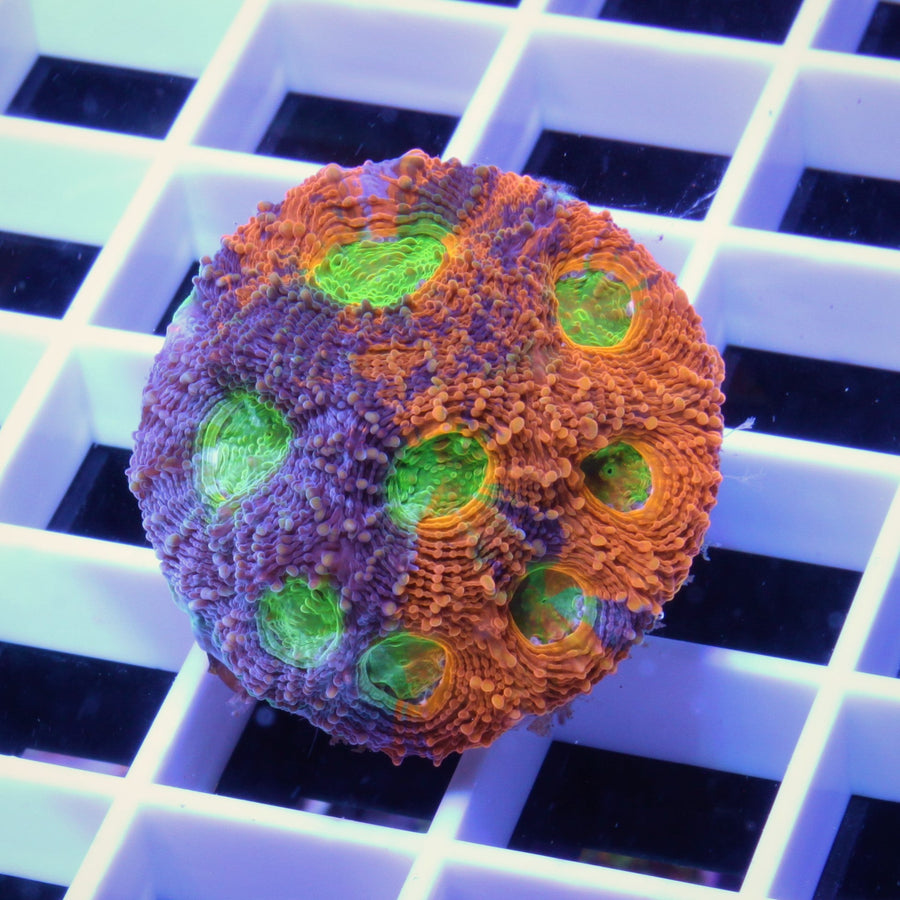 LCH WTF Echinata coral at Lazy's Coral House