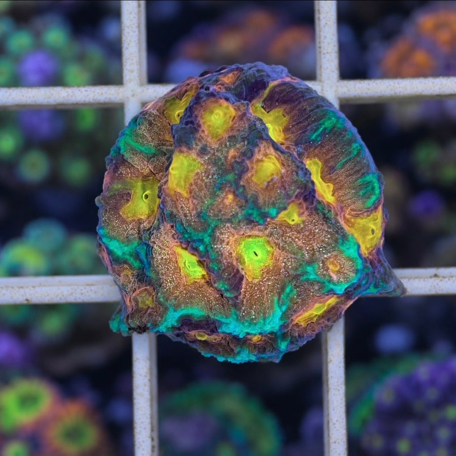 CC Space Cake Favia coral at Lazy's Coral House