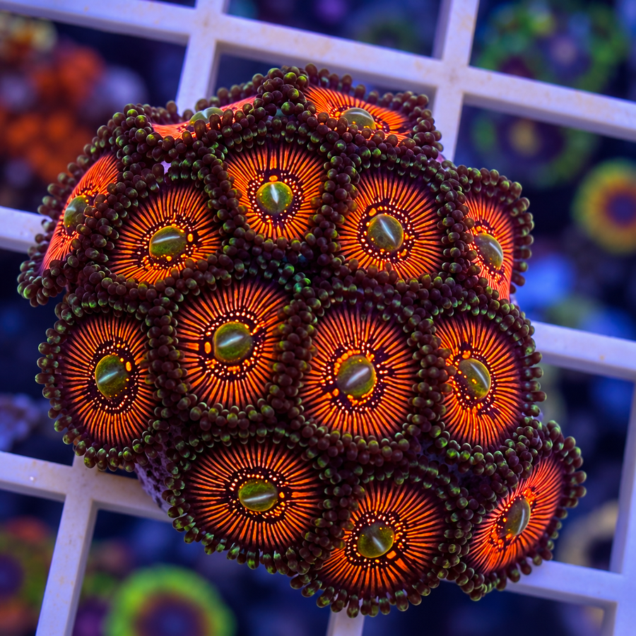 God of War Zoas coral at Lazy's Coral House