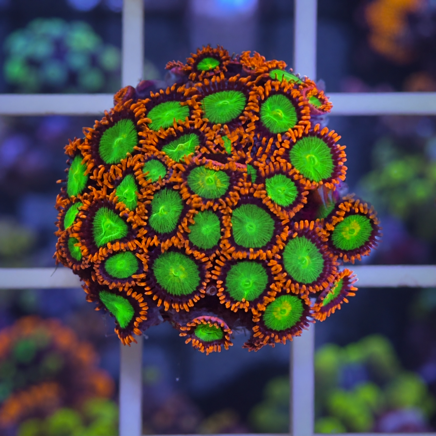 Goblins on Fire Zoas coral at Lazy's Coral House