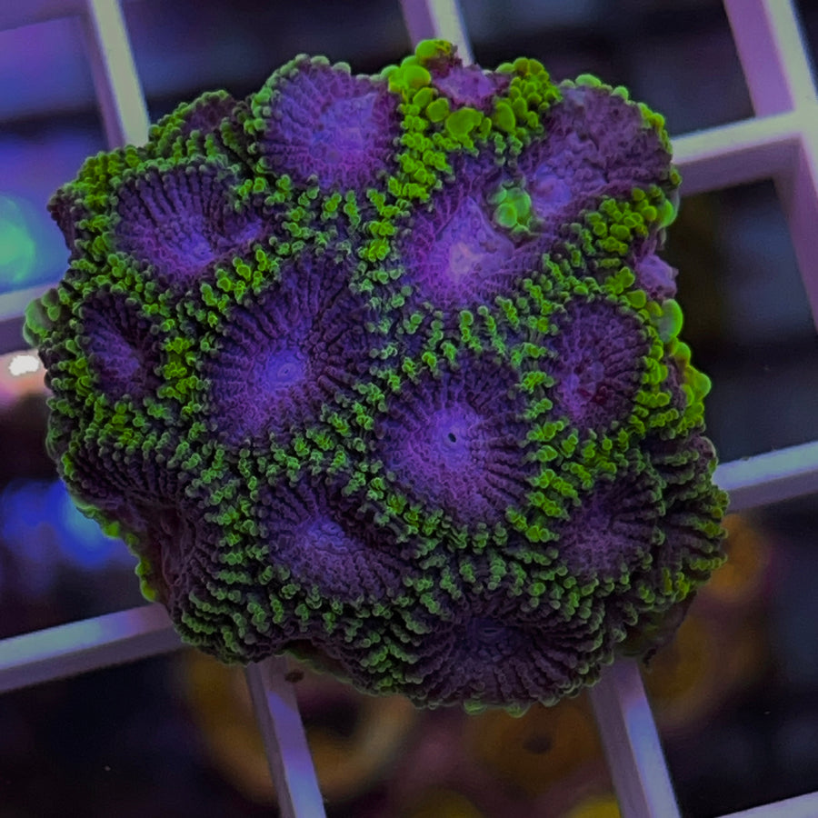 WWC Space Monkey Favia coral at Lazy's Coral House