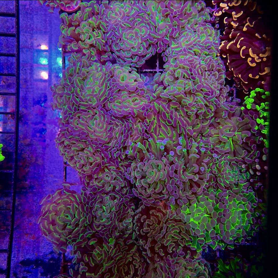 Princess Hammer ACI Royal Collection coral at Lazy's Coral House