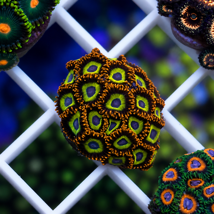 Fruit Loops Zoas coral at Lazy's Coral House