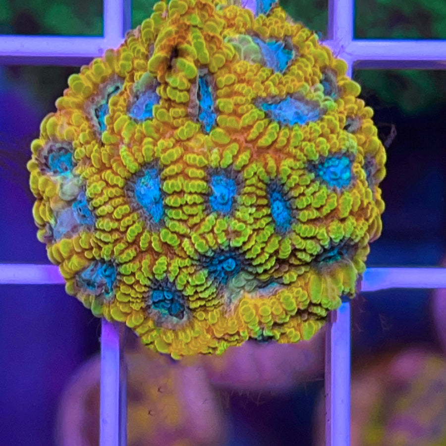 Favia of the Gods coral at Lazy's Coral House