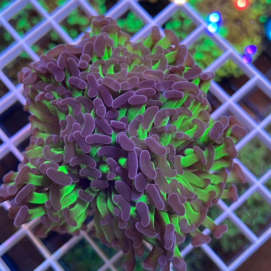 Purple Monster Hammer coral at Lazy's Coral House