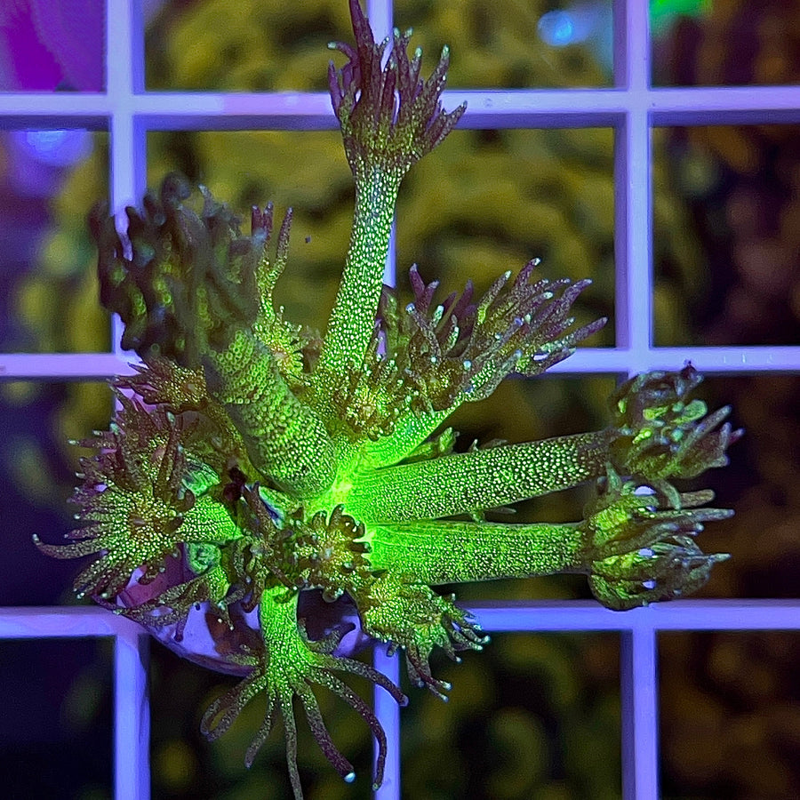 KP Green Glitter Bomb Goniopora coral at Lazy's Coral House