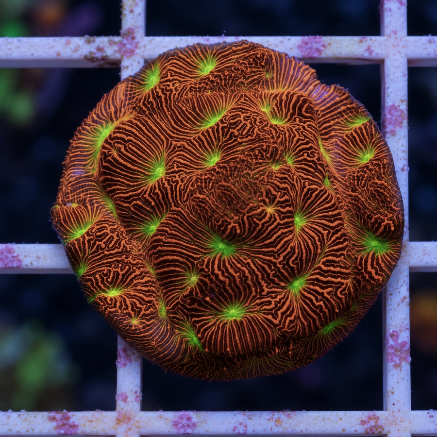 JF Jack-O-Lantern Leptoseris coral at Lazy's Coral House