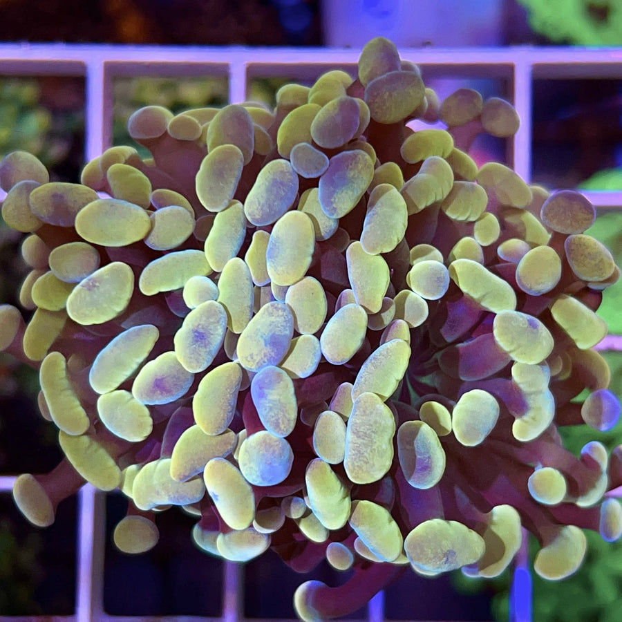 Gold Hammer (Branching) coral at Lazy's Coral House