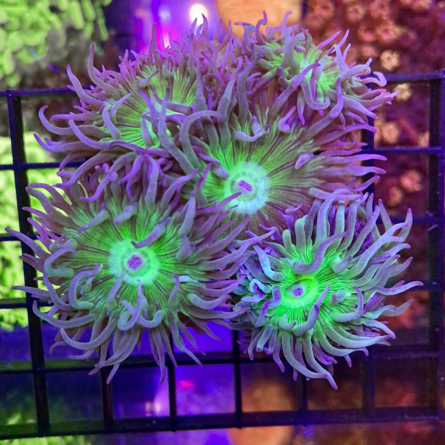 Green & Purple Duncans coral at Lazy's Coral House