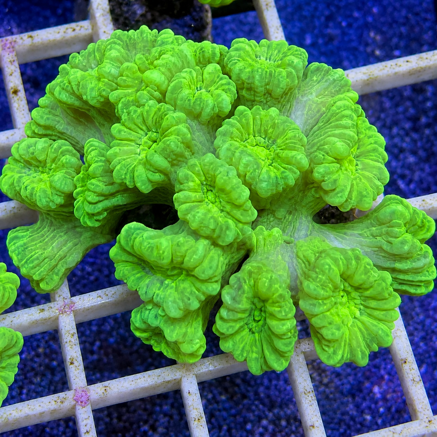Kryptonite Trumpets coral at Lazy's Coral House